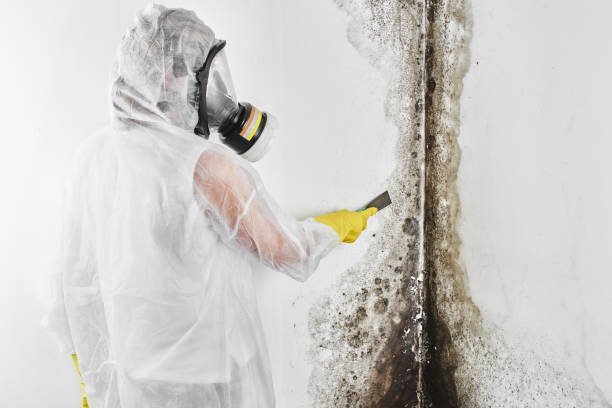 Mold Removal and Inspection in Sykesville, MD